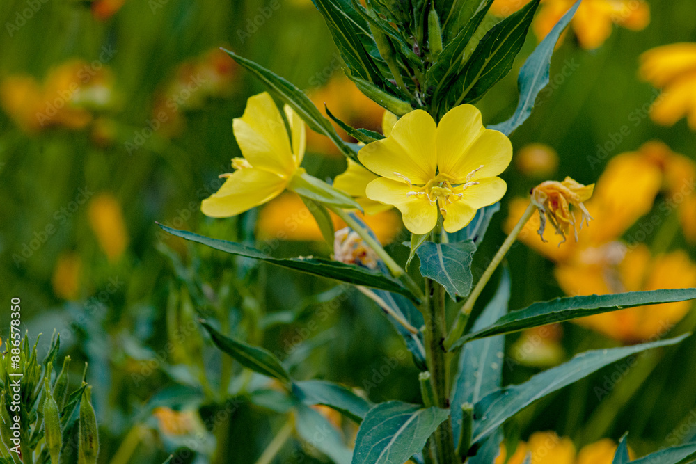 The evening primrose in the park is blooming with yellow flowers The evening primrose in the park is blooming with yellow flowers