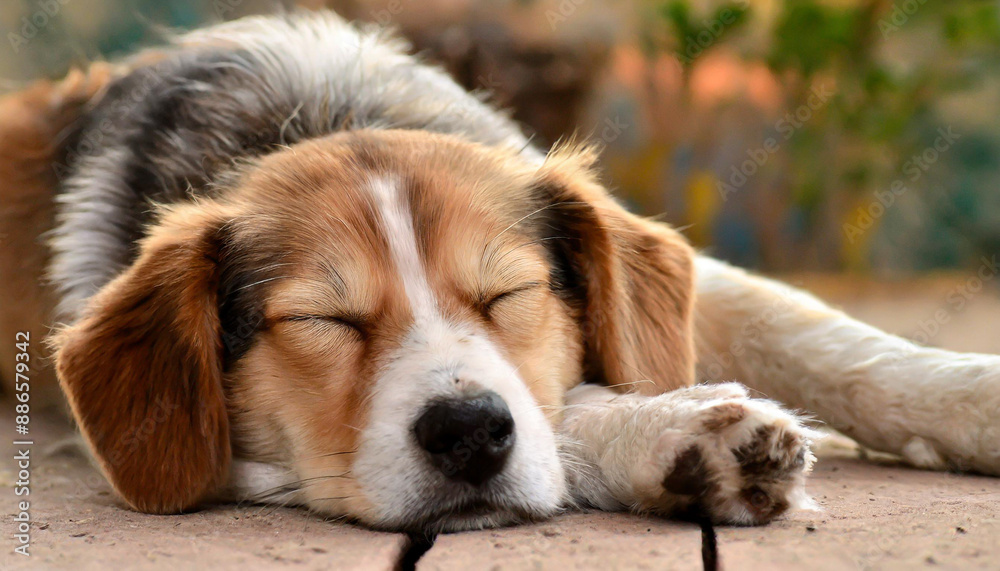 Cute dog sleeping comfortably on sofa with space for text on left top side of image Cute dog sleeping comfortably on sofa with space for text on left top side of image