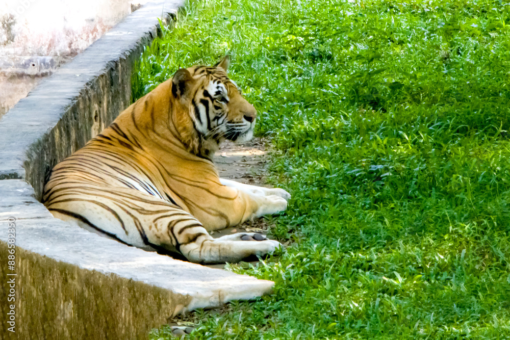 Fototapeta premium Tiger in the grass