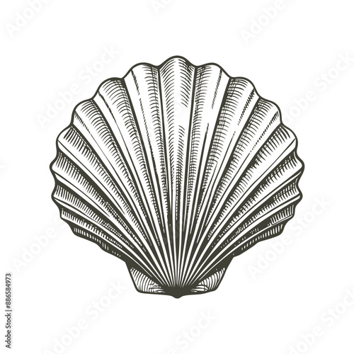 Scallop Seashell vintage engraving hand drawn illustration vector