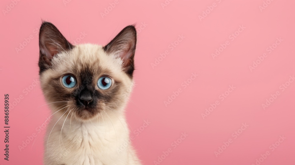 A cute Siamese kitten sitting on a solid pastel pink background with space above for text A cute Siamese kitten sitting on a solid pastel pink background with space above for text