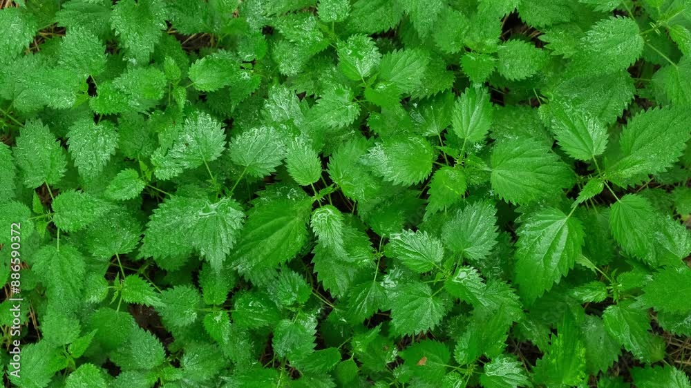Medicinal Nettle with Raindrops. Natural Healing Nettle in Rain. Healing Nettle in Rainy Weather. Nature background vertical video Medicinal Nettle with Raindrops. Natural Healing Nettle in Rain. Healing Nettle in Rainy Weather. Nature background vertical video