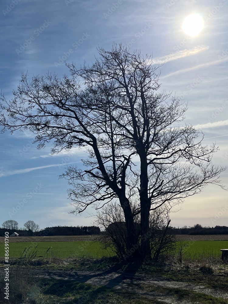 tree in the field tree in the field