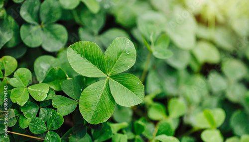 Lucky Irish Four Leaf Clover in the Field for St. Patricks Day background with copy space.