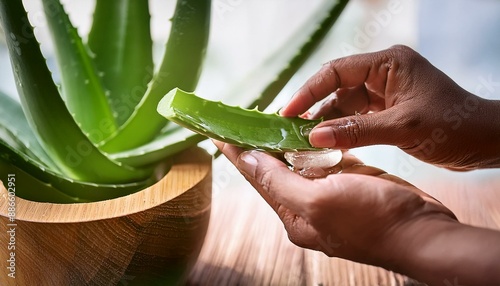 Separating aloe vera gelly flesh from leaf by hands closeup. Aloe vera plant at the background. photo