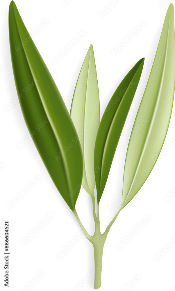 Fototapeta premium Olive Leaves Branch