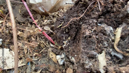 Wallpaper Mural On the ground has many termites and insects, decomposing leaves other organic matter. Torontodigital.ca