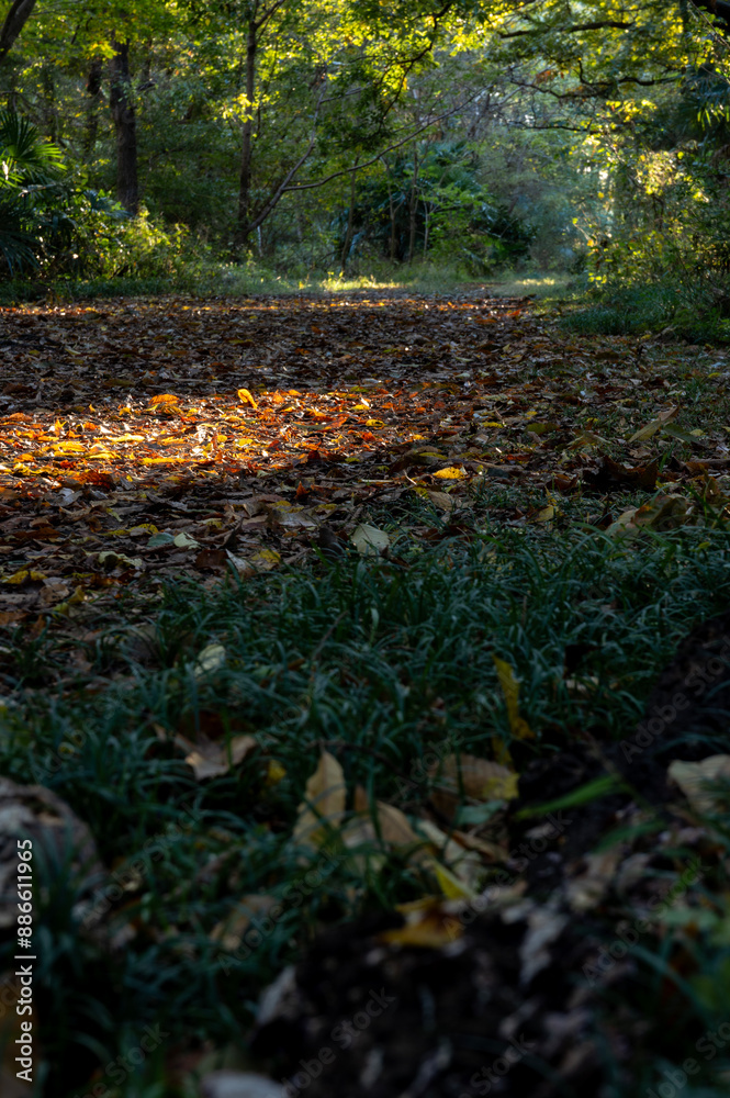 Obraz premium 落ち葉の積もる秋の散歩道