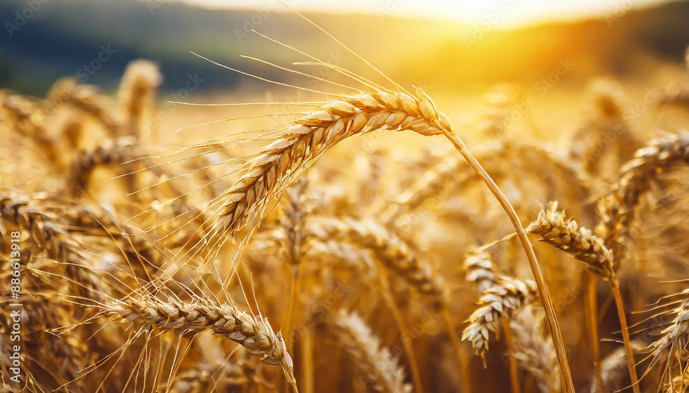 Wheat field. Ears of golden wheat close up. Beautiful Nature Sunset Landscape. Rural Scenery under Shining Sunlight. Background of ripening ears of wheat field. Rich harvest Concept Wheat field. Ears of golden wheat close up. Beautiful Nature Sunset Landscape. Rural Scenery under Shining Sunlight. Background of ripening ears of wheat field. Rich harvest Concept