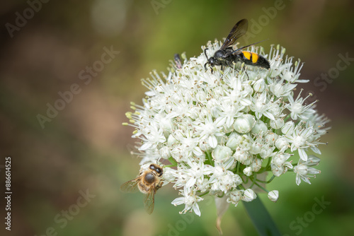 Dolchwespe und Biene auf Blüte photo