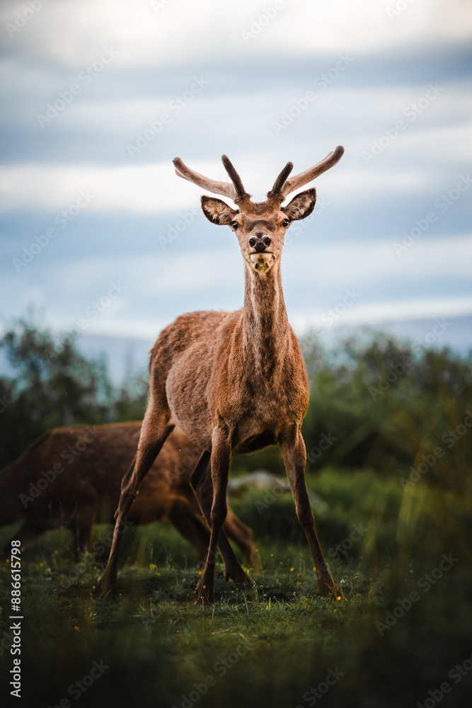 Naklejka premium Hirsch Schottland Wildtiere