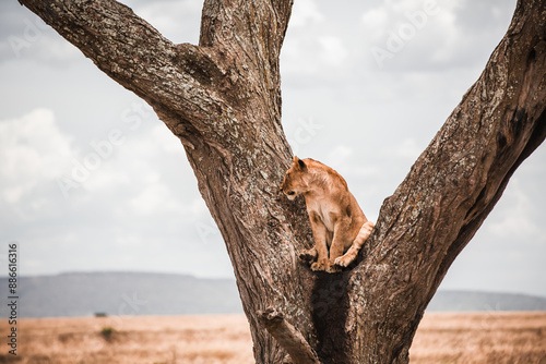 Löwin Afrika Safari Tansania