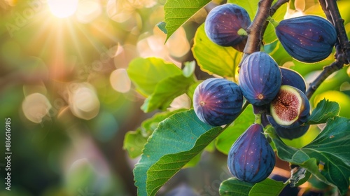 Ripe fig fruit hanging on the branch of fig tree
