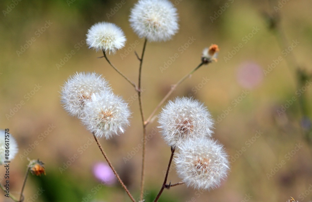 Ripening Tragopogon seeds in a meadow on a blurred background Ripening Tragopogon seeds in a meadow on a blurred background