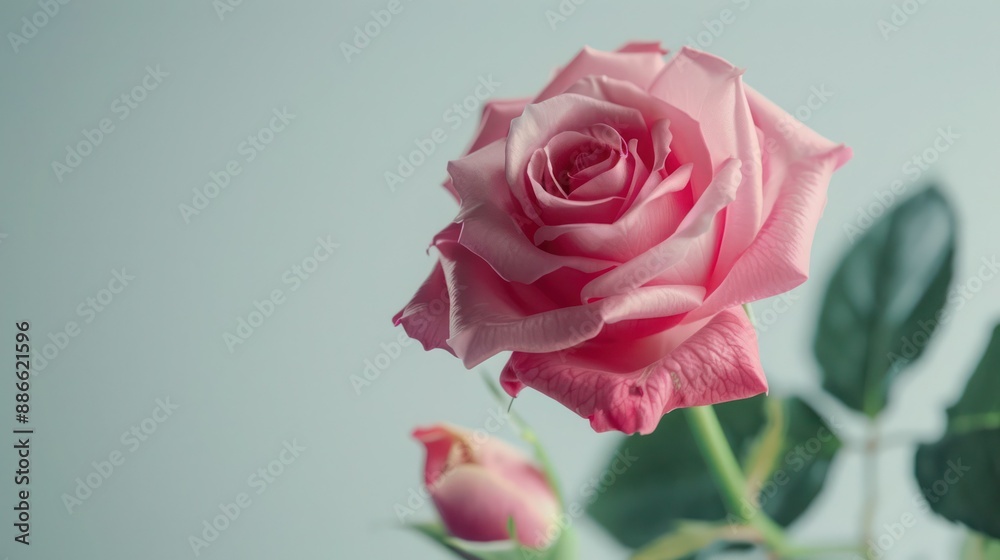 Beautiful opening pink rose on white background. Petals of Blooming pink rose flower open, time lapse, close-up. Holiday, love, birthday design backdrop. Bud closeup. Beautiful opening pink rose on white background. Petals of Blooming pink rose flower open, time lapse, close-up. Holiday, love, birthday design backdrop. Bud closeup.