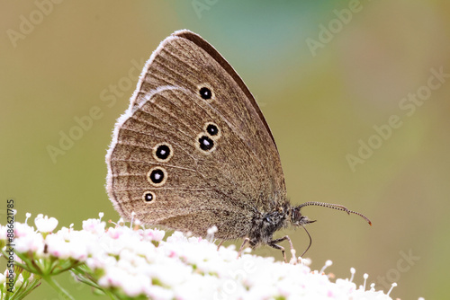 Ringlet photo