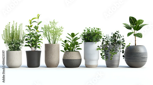 Variety of potted plants in row, featuring palm tree and fern of varied sizes and shapes