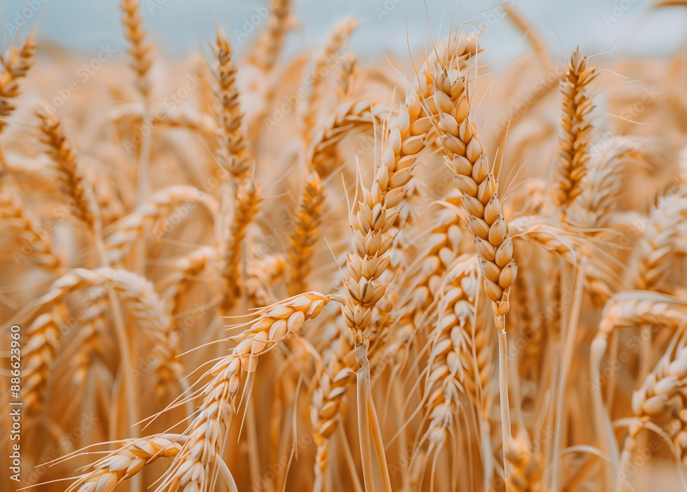 A detailed close-up of golden wheat ears in a field during harvest season The image captures the rich texture and vibrant color of the wheat, highlighting the abundance and fertility of the crop A detailed close-up of golden wheat ears in a field during harvest season The image captures the rich texture and vibrant color of the wheat, highlighting the abundance and fertility of the crop