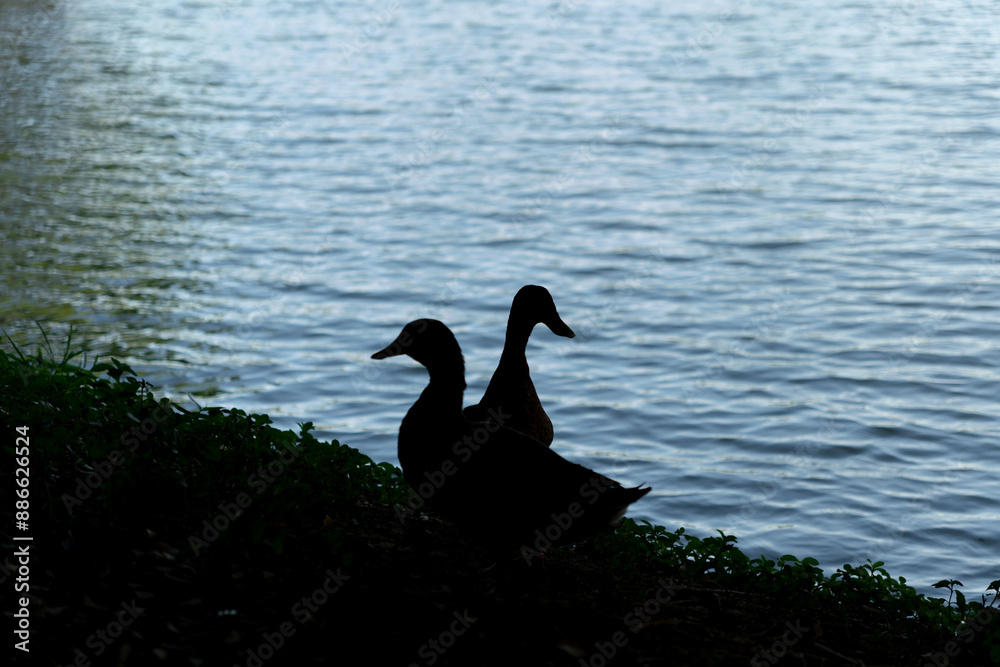 Fototapeta premium Mallard ducks by pond edge. Male with distinctive green head and white neck ring, female with mottled brown feathers. Waterfowl in natural habitat.