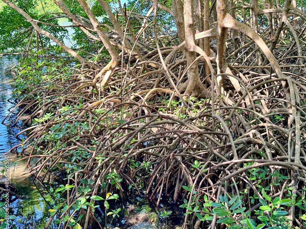 Obraz premium view of mangrove roots in a mongrove of Guadeloupe in the French West Indies with tropical vegetation and a body of water on a sunny day 