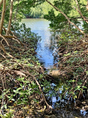 view of mangrove roots in a mongrove of Guadeloupe in the French West Indies with tropical vegetation and a body of water on a sunny day
 photo