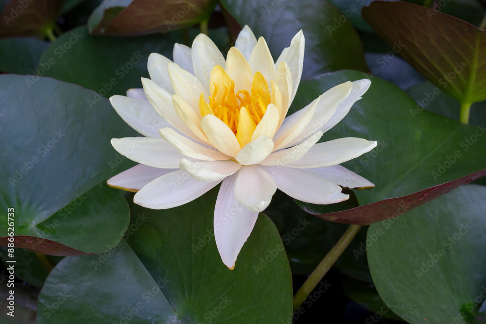White lotus or water lily flower bloom beautiful in pond. White lotus or water lily flower bloom beautiful in pond.