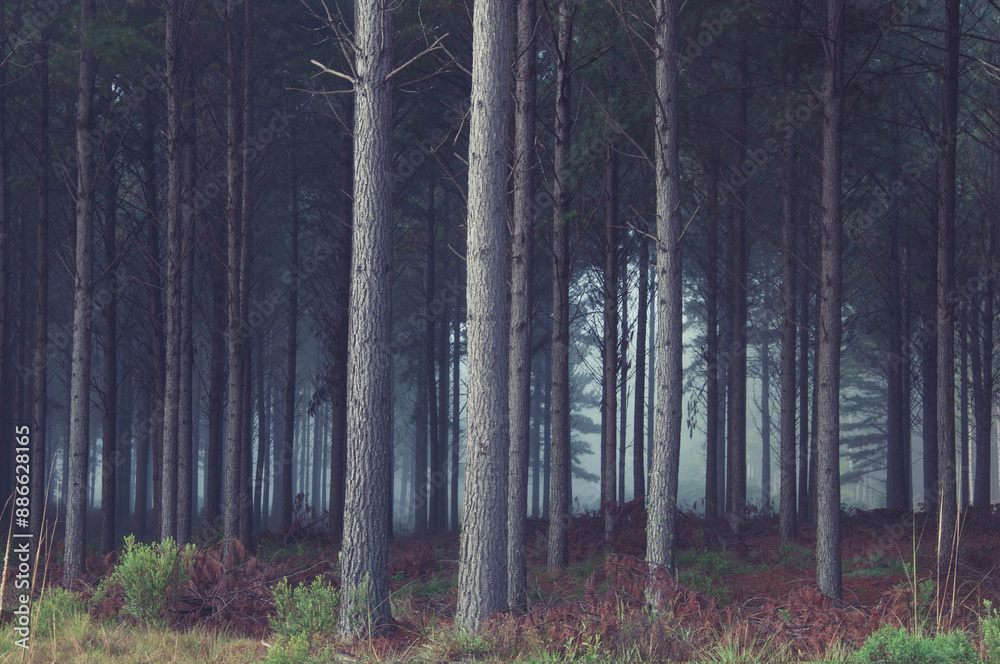 Obraz premium morning in the forest