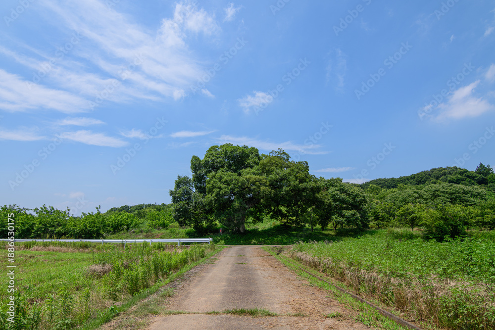 Obraz premium 田舎の原風景と大きなエノキの木