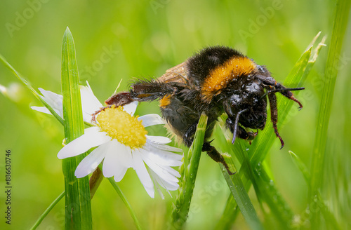 Hummel nass im Gras sitzend photo