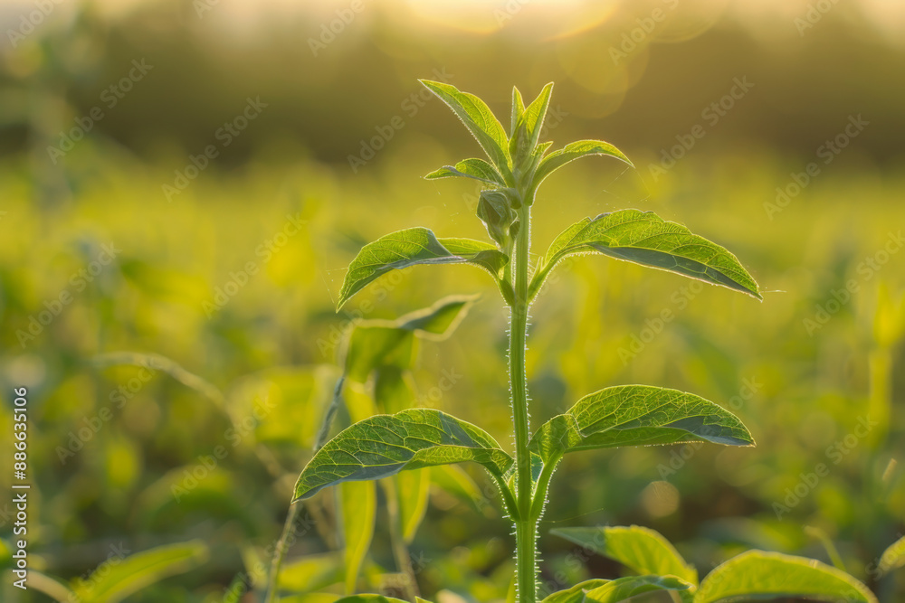 New Beginnings: Sun-Kissed Greenery at Dawn New Beginnings: Sun-Kissed Greenery at Dawn