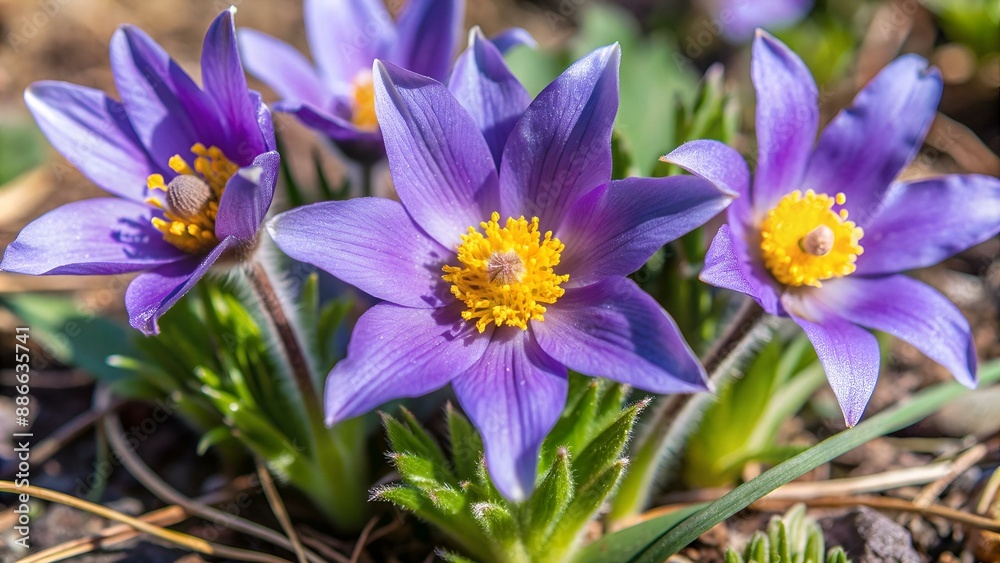 Corýdalis flower ornamental, wallpaper spring, ecology Corýdalis flower ornamental, wallpaper spring, ecology