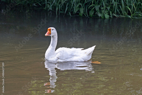 White goose on summer water surface