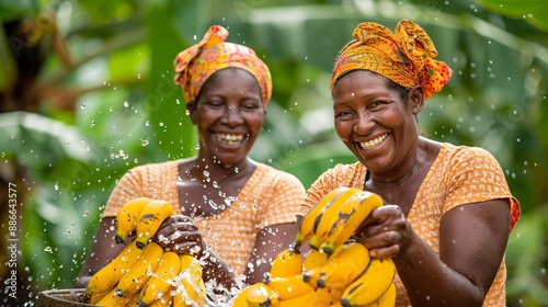 People picking Plantain bananas in an orchard with water splashing effect to highlight the freshness and natural appeal of the fruit Stock Photo with copy space photo