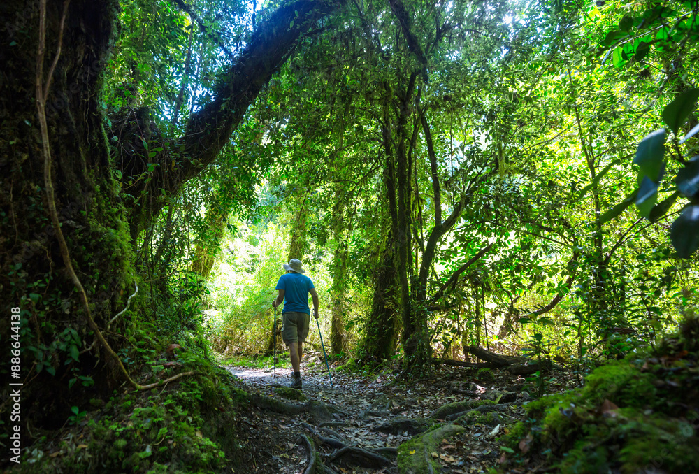 Obraz premium Hike in the forest