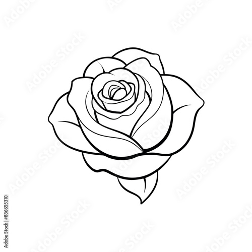 Rose Free Vector and Rose Background