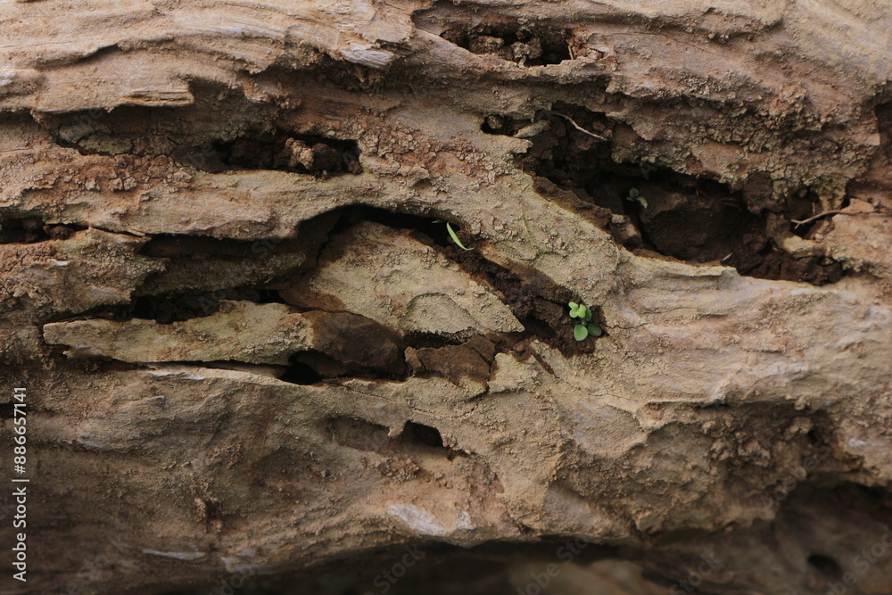dried trunk of an old tree with roots. Close up of tree trunk texture