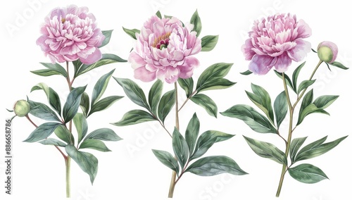 Arrangement of pink peonies, watercolor flowers on a white background. Illustration of peonies, botanical painting, stock illustration.