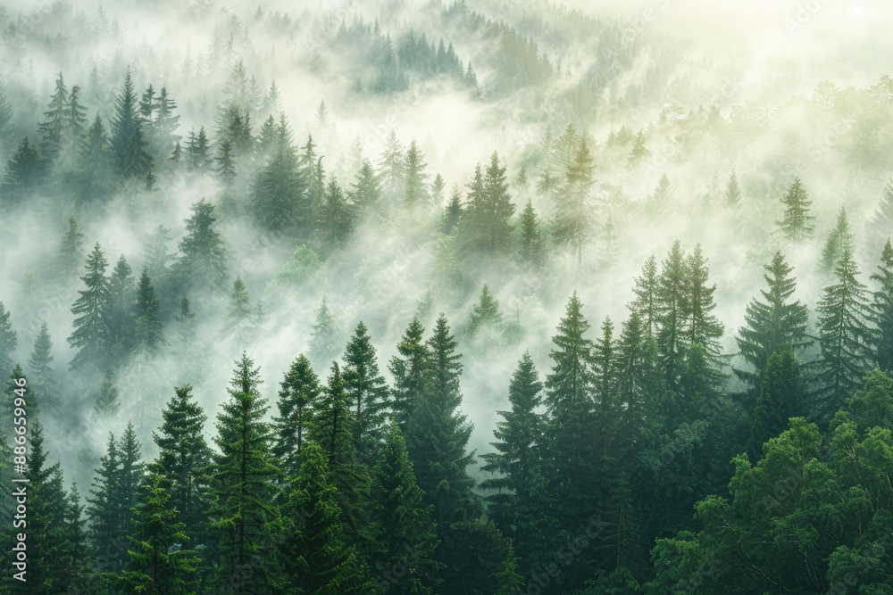 Misty Morning in a Pine Forest Misty Morning in a Pine Forest