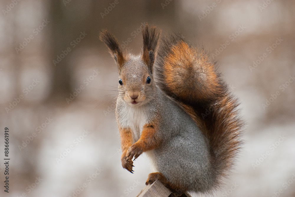 Common red squirrel in wildlife, Sciurus vulgaris Common red squirrel in wildlife, Sciurus vulgaris