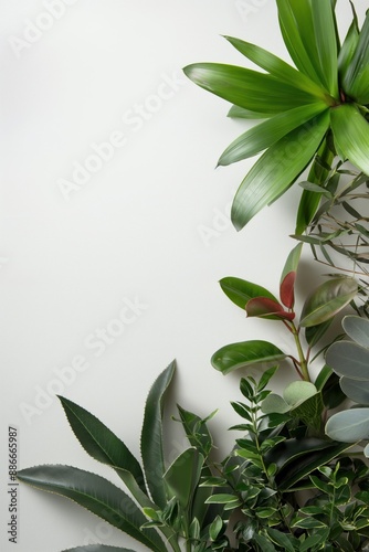 Indoor plants on white wall background. Two greenery potted plants with leaves reaching out. Simple home decor idea. Minimalist interior design concept. Natural elements in modern space. photo