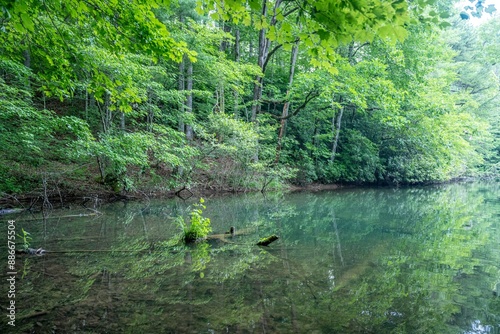 lake in summer with greenery photo