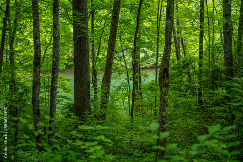 lake in summer with greenery