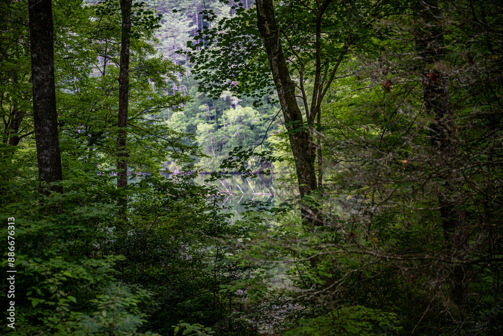 Naklejka premium lake in summer with greenery