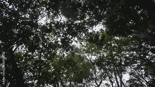 movement Trees from the natural wind force outdoors