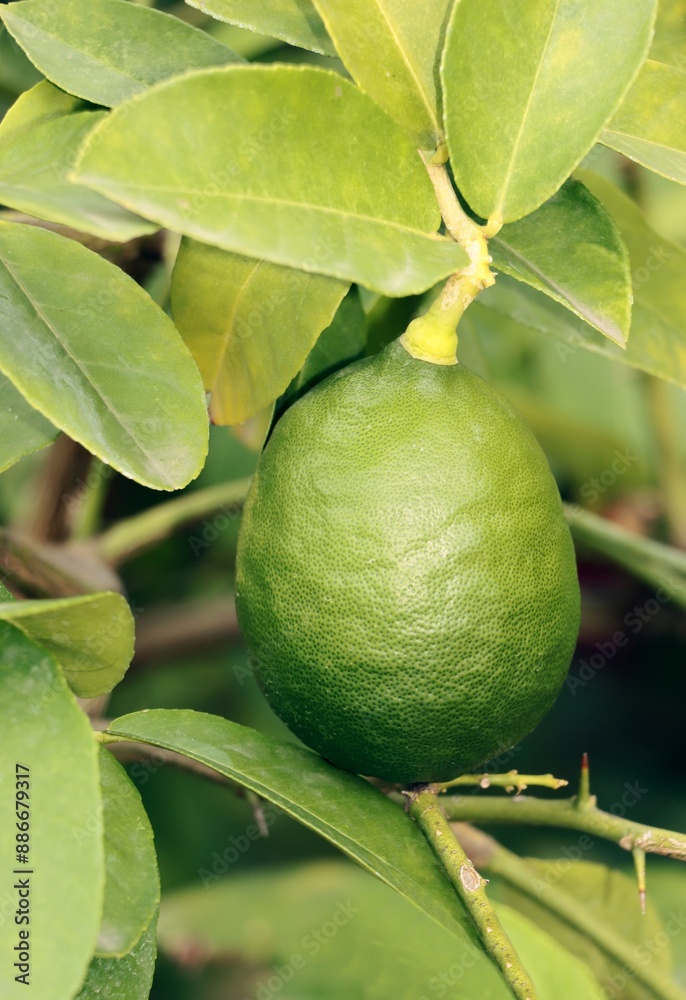 citrus fruit tree with white flowers and growing lemon fruits citrus fruit tree with white flowers and growing lemon fruits