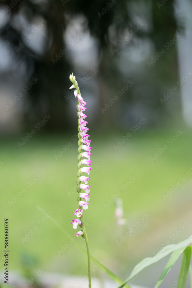 Beautiful Chinese spiranthes (Spiranthes sinensis) flowers. Beautiful Chinese spiranthes (Spiranthes sinensis) flowers.