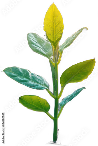 small plant sprouting from the ground in the sunlight