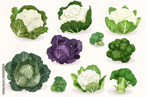 Set of cabbage, salad, broccoli and cauliflower in different types isolated on white. Vector illustration
