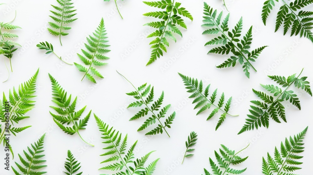 Fresh fern leaves on a white backdrop Fresh fern leaves on a white backdrop