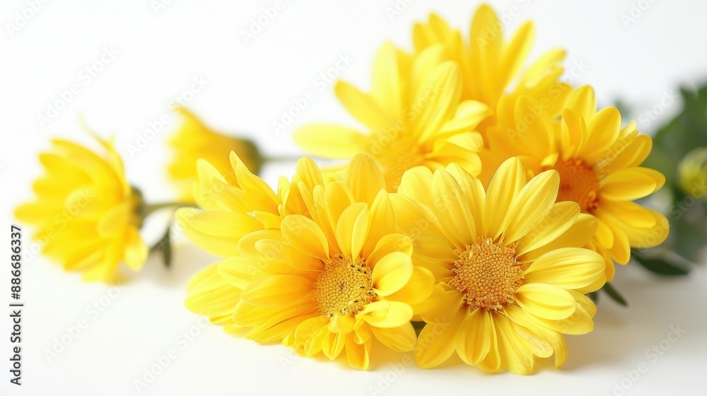 Bright yellow chrysanthemum flowers on a plain white background, great for elegant floral designs Bright yellow chrysanthemum flowers on a plain white background, great for elegant floral designs